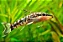 CASCUDO OTOCINCLUS - Imagem 1