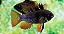 Ramirezi German Black - Imagem 1