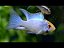 Ramirezi Eletric Blue Grande - Imagem 1