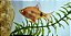 Barbo Sumatrano Red - Imagem 1
