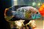 Green Terror | Andinoacara Rivulatus - Imagem 1