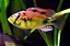 Haplochromis Yellow Belly - Imagem 1