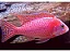 Aulonocara Pink - Imagem 1