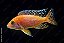 Aulonocara Firefish - Imagem 1
