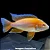 Aulonocara Gold - Imagem 1