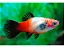 Platy Tricolor - Imagem 1