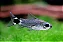 Corydora Hastatus - Imagem 1