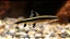 Flying Fox (Pequeno) - Imagem 1