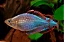 Melanotaenia Neon (Médio) - Imagem 1