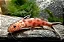 Synodontis Petricola Gold - Imagem 1