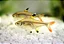 Tetra Pristella Gold - Imagem 1