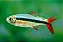 Tetra Pinguim Red Tail - Imagem 1