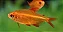 Tetra Red Cherry - Imagem 1