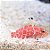 Geometric Pygmy Hawkfish - Imagem 1