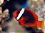 Tomato Selvagem - Imagem 1