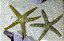 Yellow Spoted Starfish (estrela) - Imagem 1