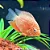 Acara Severum Red Spot - Imagem 1