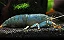 Lagosta Filtradora - Imagem 1