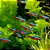 Neon Cardinal - Imagem 2