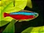 Neon Cardinal - Imagem 1