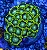 Zoanthus Radioative - Imagem 1