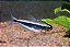 Tetra Neon Preto do Xingu - Imagem 1