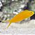 Yellow Fiji Canary Blênio - Imagem 1