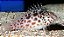 Spotted Hawkfish - Imagem 1