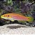 two spot candy hogfish - Imagem 1