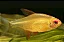 Tetra Tangerina - Imagem 1