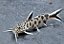 Synodontis Petricola - Imagem 2