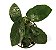 Anubias Barteri Nana - Imagem 1