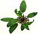 Cryptocoryne Cordata - Imagem 1