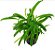 Cryptocoryne Albida - Imagem 2