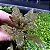Cryptocoryne wendtii Brown - Imagem 2