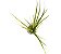 Cyperus helferi - Imagem 2