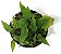 Cryptocoryne Pontederiifolia - Imagem 1