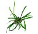 Cryptocoryne spiralis - Imagem 1