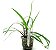 Cryptocoryne spiralis - Imagem 2