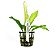 Echinodorus Oriental - Imagem 1