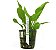 Echinodorus cordifolius - Imagem 2