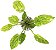 Echinodorus cordifolius (Marble Queen) - Imagem 2