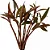 Hygrophila sp. Red (Novo) - Imagem 1