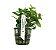 Hygrophila polisperma (Rosanervis) - Imagem 1