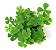 Marsilea quadrifolia (trevo 4 folhas) - Imagem 1