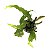Microsorium pteropus - Imagem 1