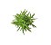 Proserpinaca palustris - Imagem 1