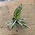 Spatiphilum wallisii (Variegata) - Imagem 2