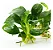 Anubias barteri Nana-Petite - Imagem 1