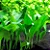 Anubias barteri (Angustifolia) - Imagem 1